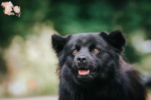 Read more about the article Svensk Lapphund opdrætter og hvalpe i Syddanmark