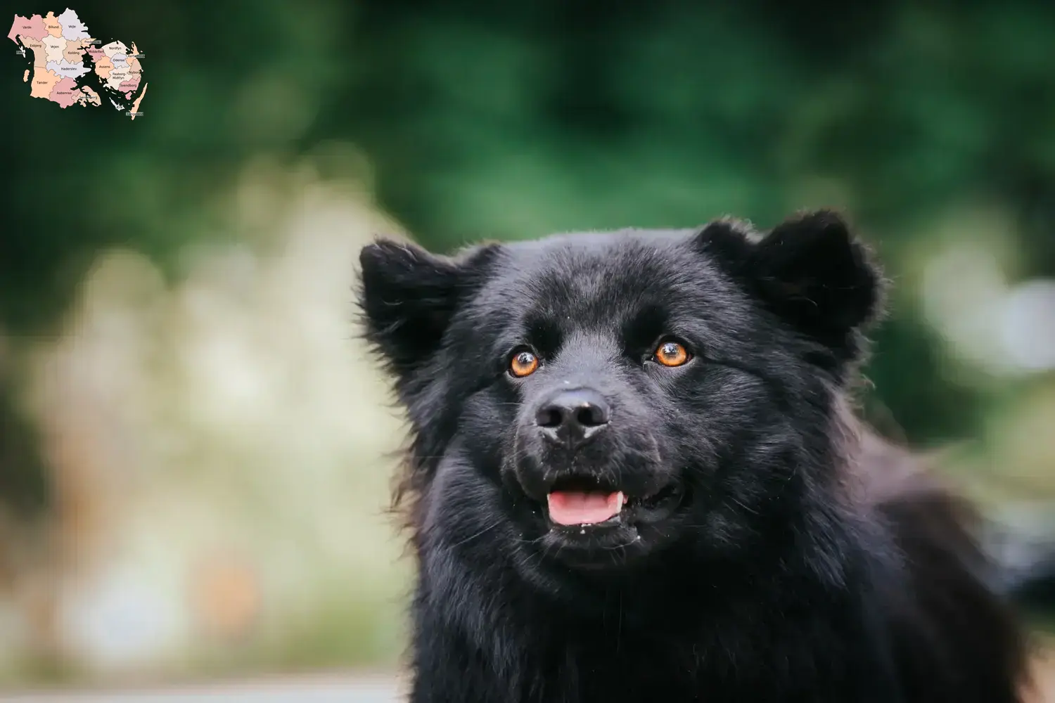 Svensk Lapphund hvalpe og opdrættere Syddanmark Find svenske lapphundeopdrættere i Syddanmark her.