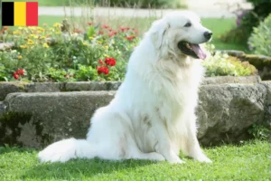 Read more about the article Tatra Sheepdog opdrættere og hvalpe i Belgien