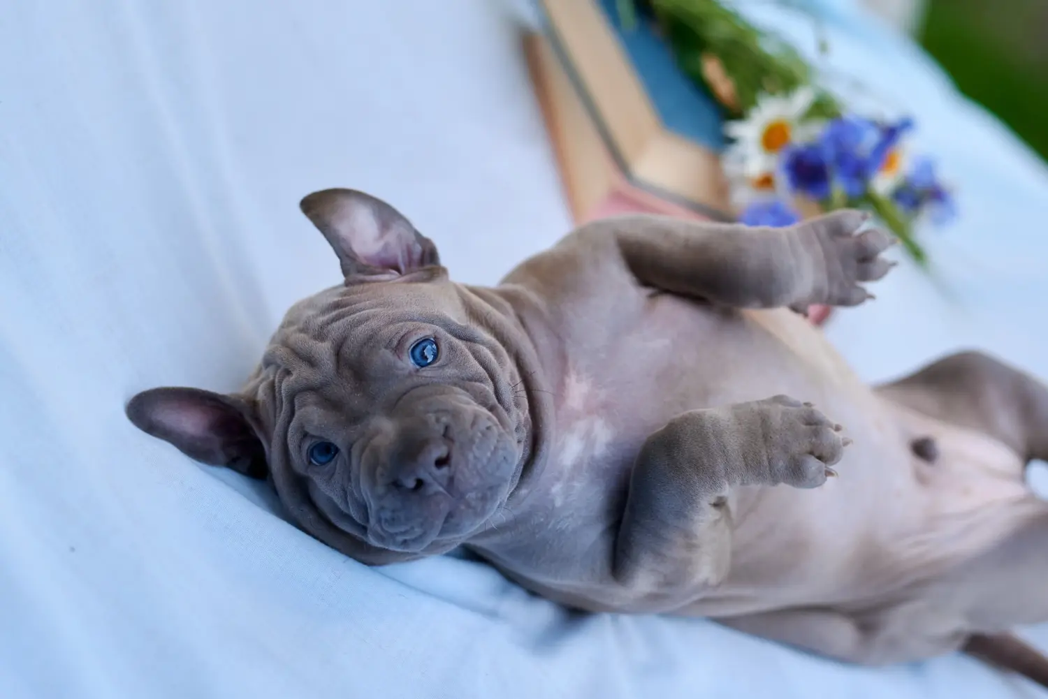 At købe en Thai Ridgeback-hvalp betyder at tage ansvar! Køb Thai Ridgeback hvalpe.
