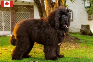 Read more about the article Tibetansk mastiff opdrættere og hvalpe i Canada