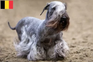 Read more about the article Tjekkisk terrier opdrætter og hvalpe i Belgien