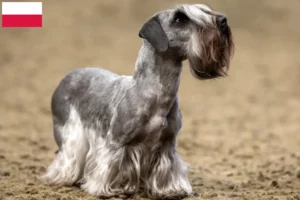 Read more about the article Tjekkisk terrier opdrætter og hvalpe i Polen