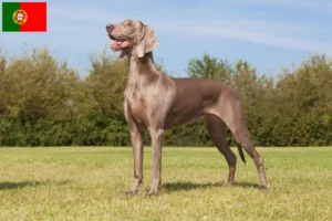 Read more about the article Weimaraner-opdrættere og hvalpe i Portugal