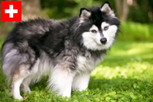 Read more about the article Alaskan Klee Kai opdrættere og hvalpe i Schweiz