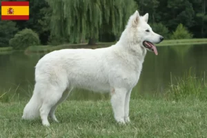 Read more about the article Hvid schweizisk hyrdehundeopdrætter og hvalpe i Spanien