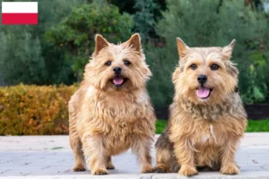 Read more about the article Norwich Terrier opdrættere og hvalpe i Polen