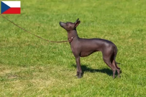 Read more about the article Peruviansk hårløs hundeopdrætter og hvalpe i Tjekkiet