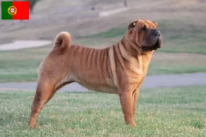 Read more about the article Shar Pei-opdrættere og hvalpe i Portugal