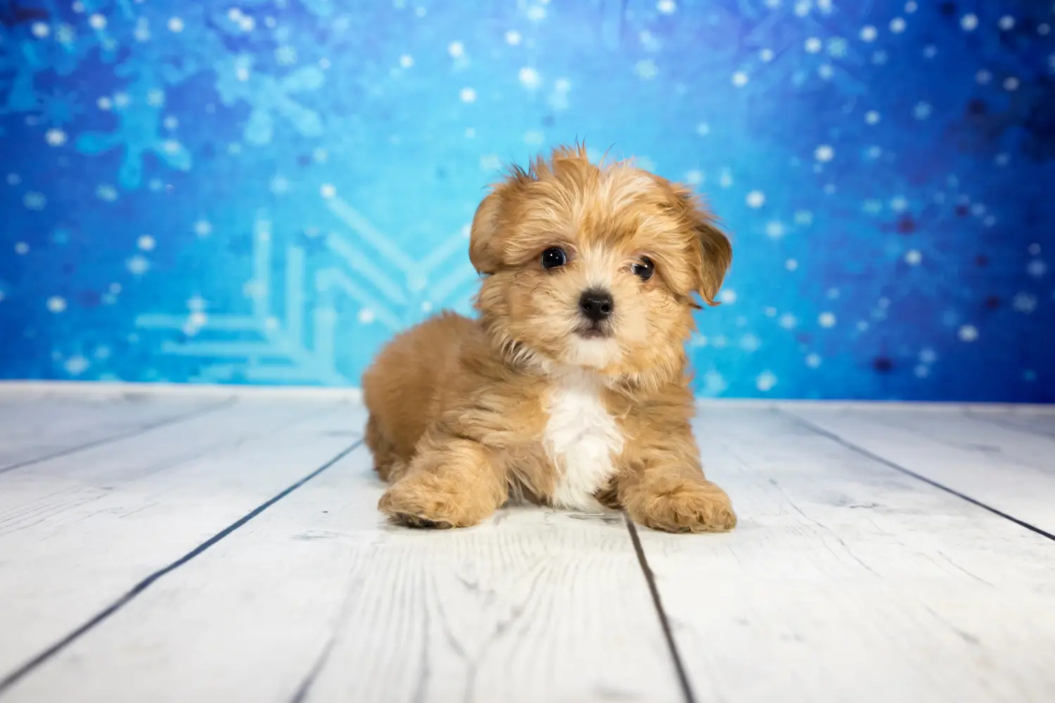 At købe en yorkipoo-hvalp betyder at tage ansvar! Køb Yorkipoo-hvalpe.