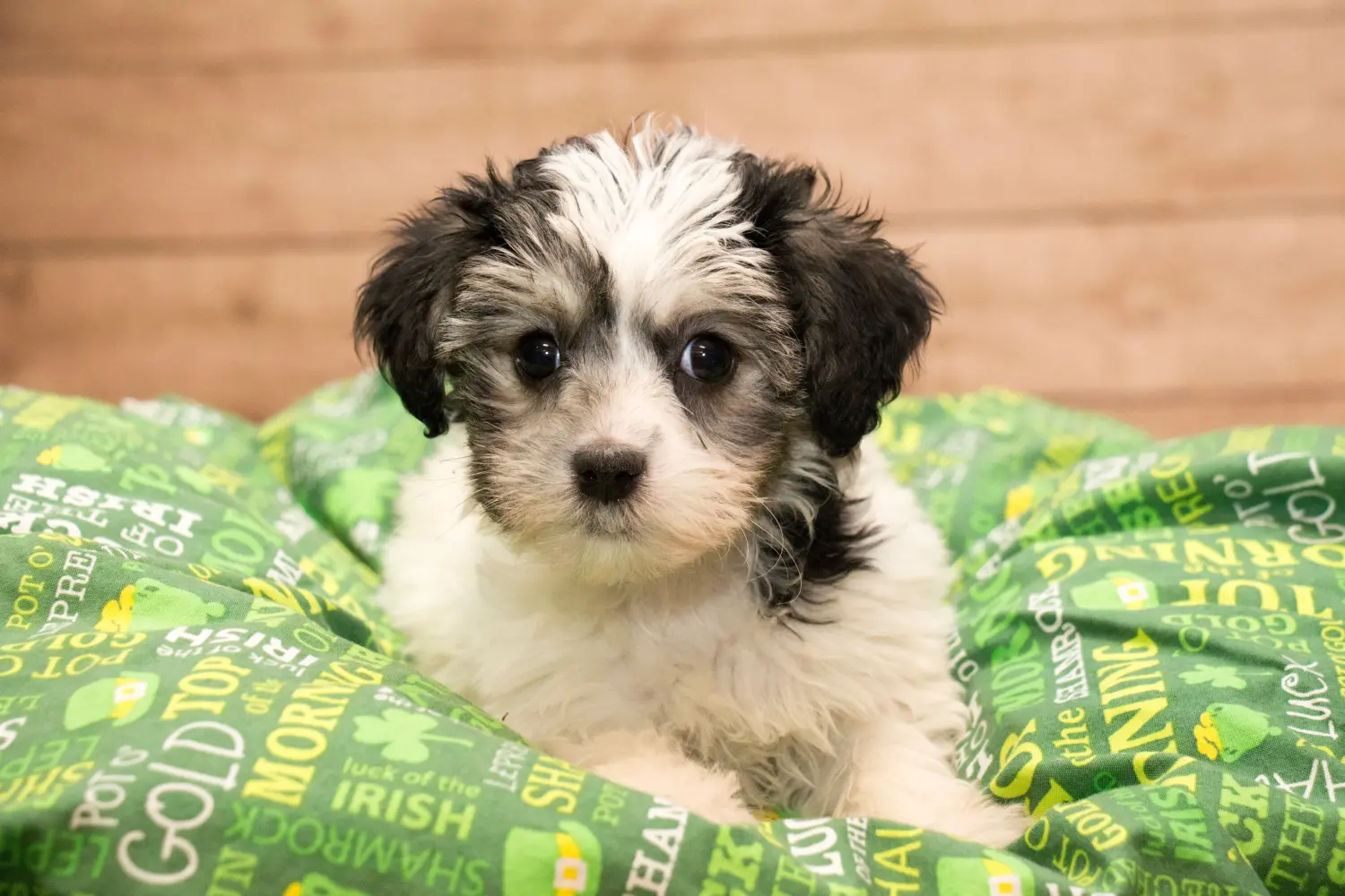 At købe en yorkipoo-hvalp betyder at tage ansvar! Køb Yorkipoo-hvalpe.
