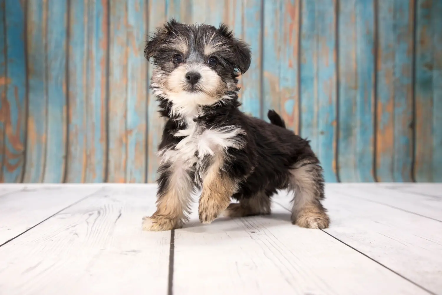 At købe en yorkipoo-hvalp betyder at tage ansvar! Køb Yorkipoo-hvalpe.