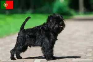 Read more about the article Affenpinscher-opdrættere og hvalpe i Portugal