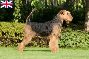 Read more about the article Airedale Terrier opdrættere og hvalpe i Storbritannien
