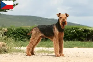 Read more about the article Airedale Terrier opdrættere og hvalpe i Tjekkiet