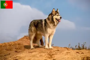 Read more about the article Alaskan Malamute opdrættere og hvalpe i Portugal