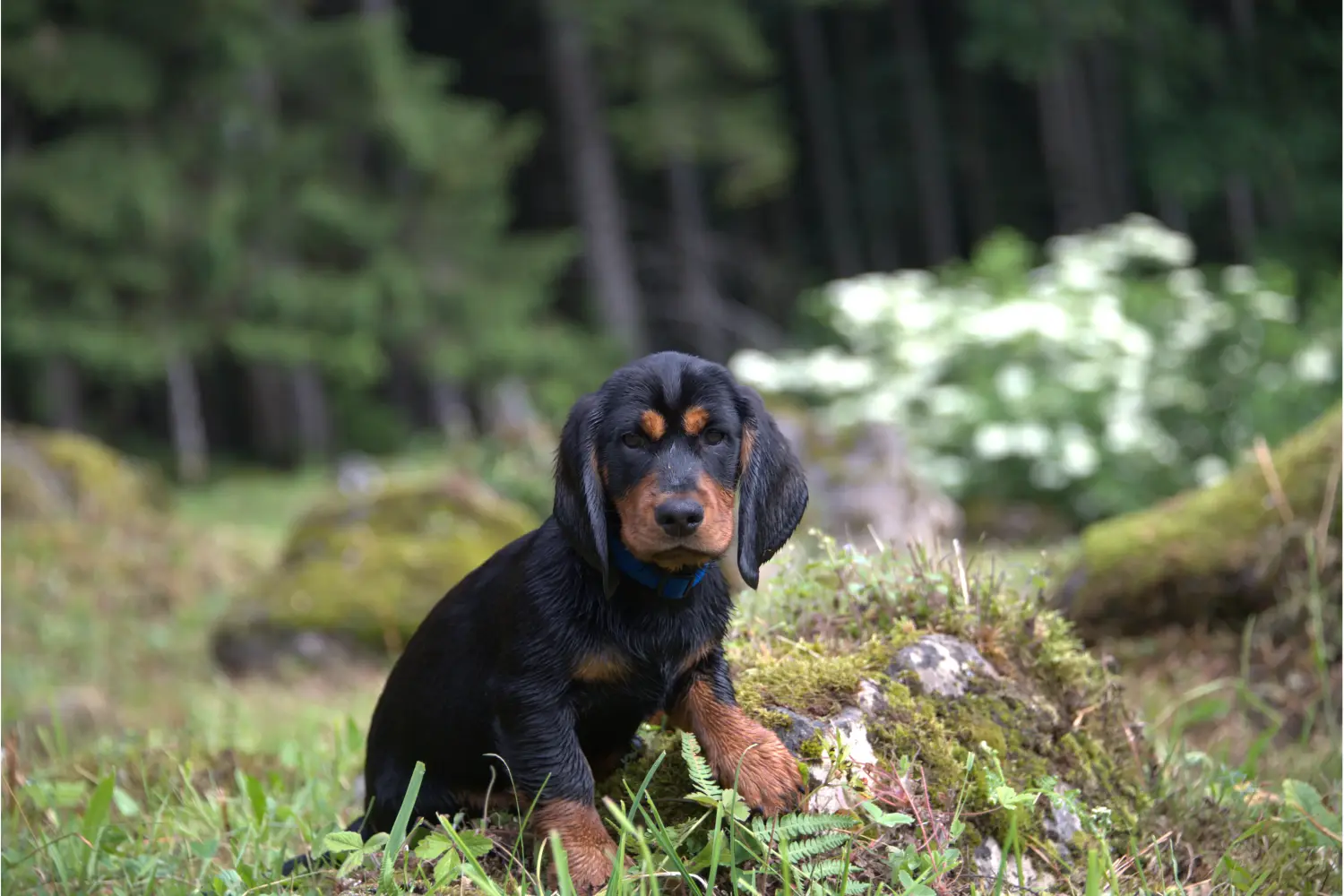 At købe en Alpine Dachsbracke-hvalp betyder at tage ansvar! Køb Alpine Dachsbracke hvalpe.