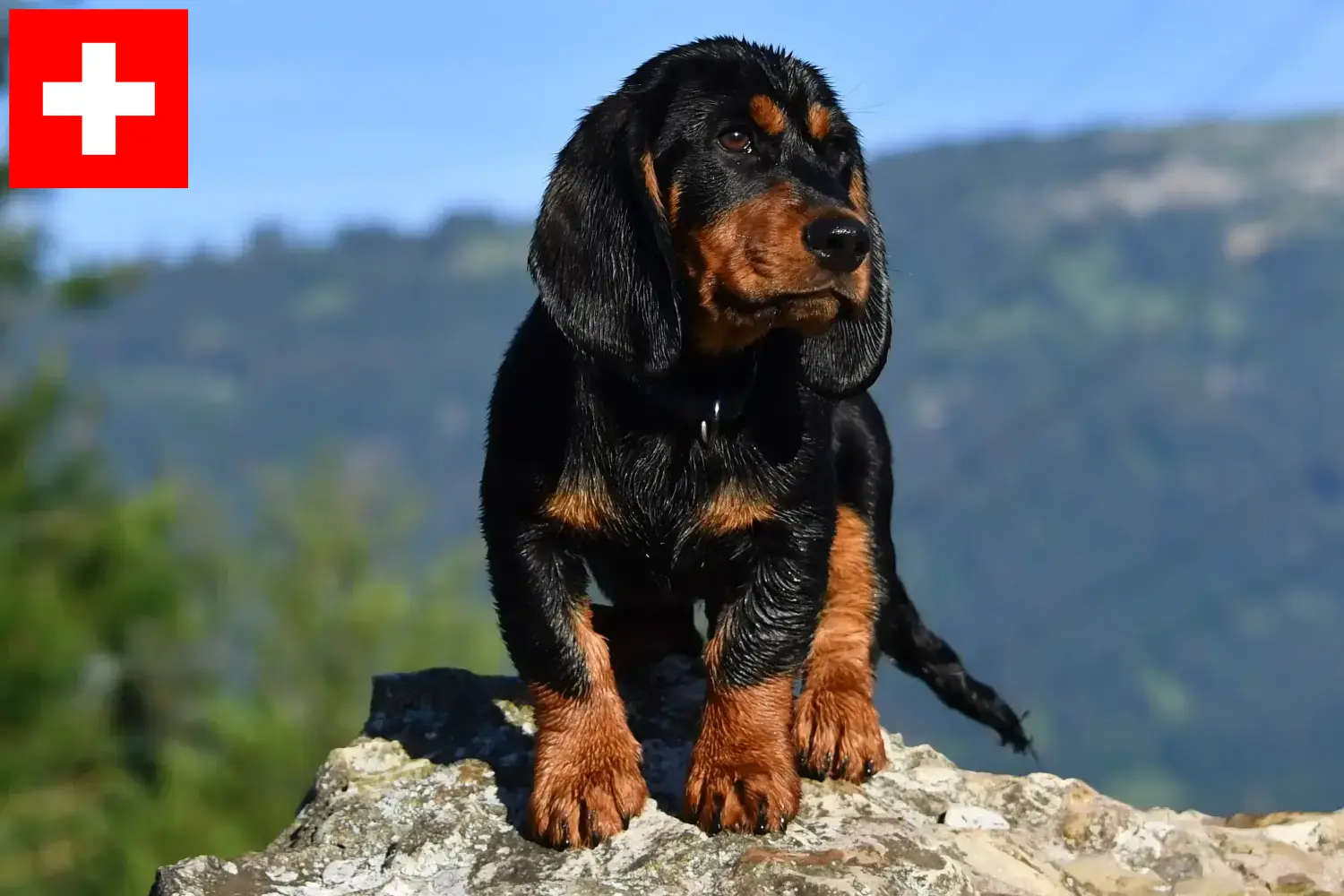 Alpine Dachsbracke hvalpe og opdrættere Schweiz Her kan du finde opdrættere af Alpine Dachsbracken i Schweiz.
