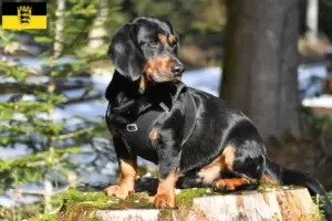 Read more about the article Alpine Dachsbracke opdrættere og hvalpe i Baden-Württemberg