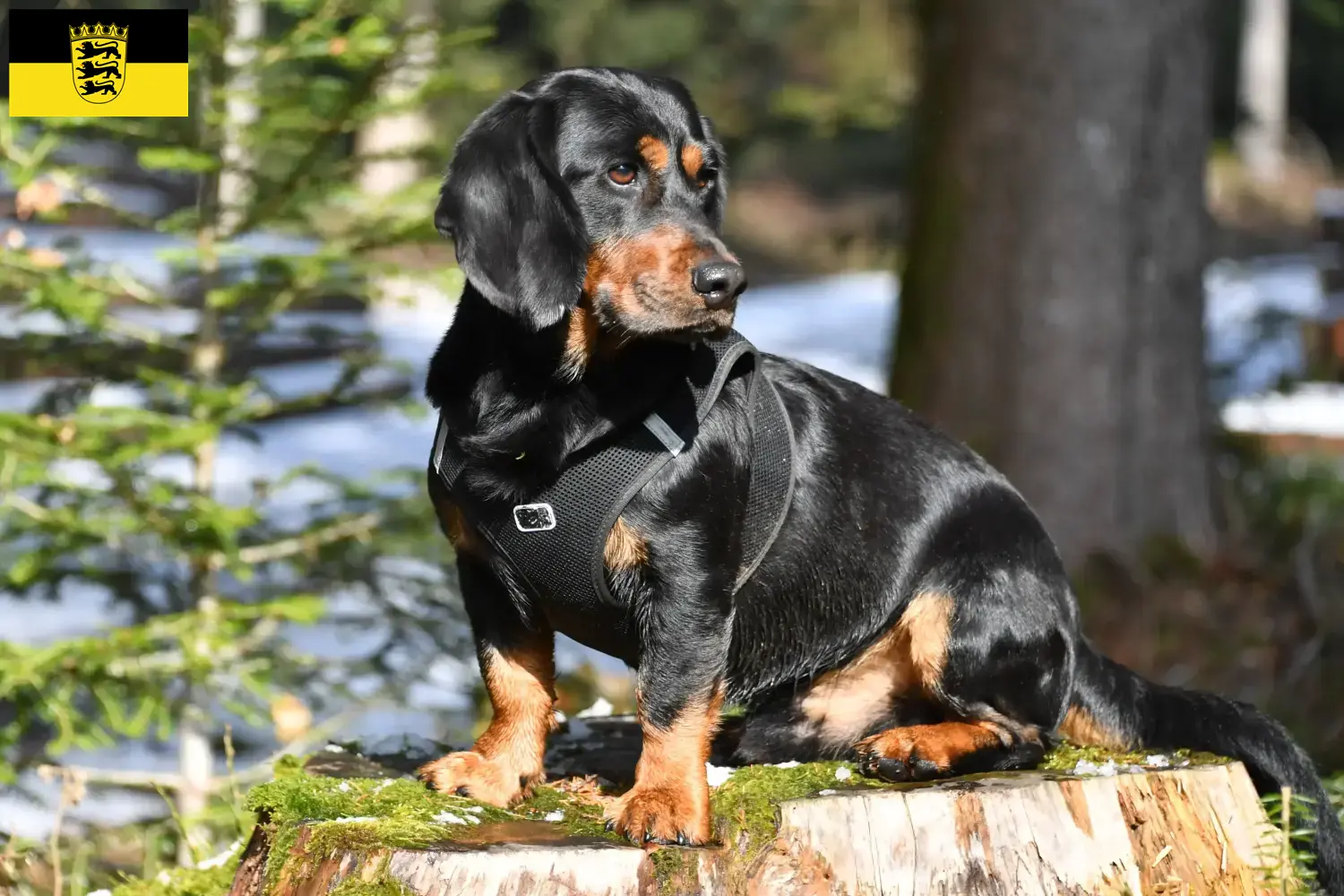 Read more about the article Alpine Dachsbracke opdrættere og hvalpe i Baden-Württemberg