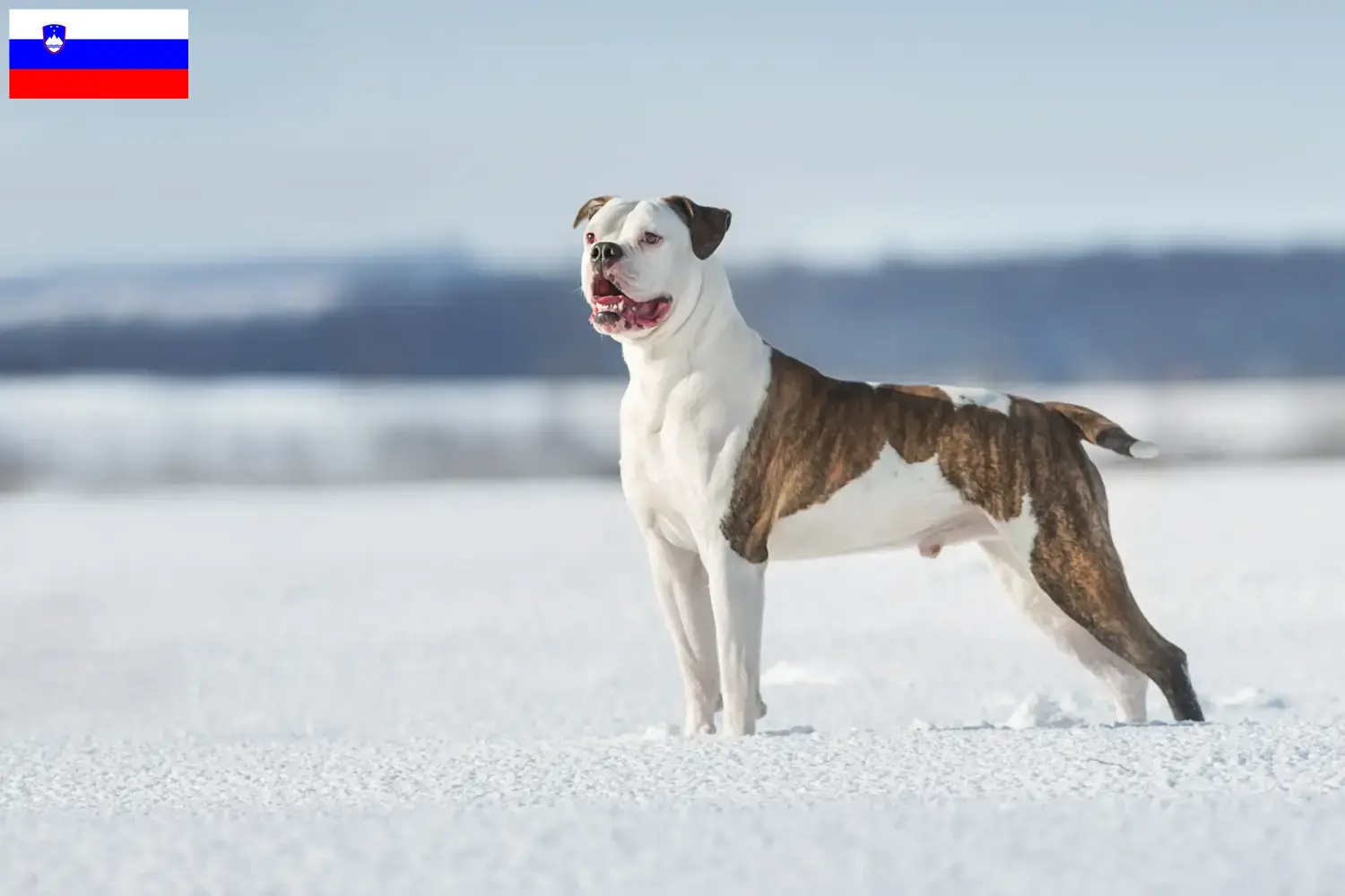 Read more about the article Opdrættere af amerikanske bulldogs og hvalpe i Slovenien