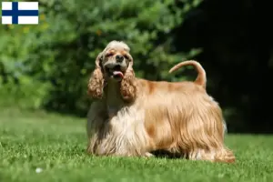 Read more about the article Amerikansk cocker spaniel opdrættere og hvalpe i Finland