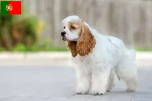 Read more about the article Amerikansk cocker spaniel opdrættere og hvalpe i Portugal