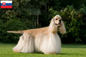Read more about the article Amerikansk cocker spaniel opdrættere og hvalpe i Slovakiet