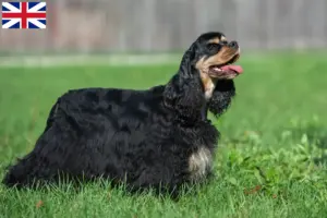 Read more about the article Amerikansk cocker spaniel opdrættere og hvalpe i Storbritannien