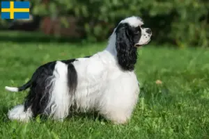 Read more about the article Amerikansk Cocker Spaniel opdrættere og hvalpe i Sverige