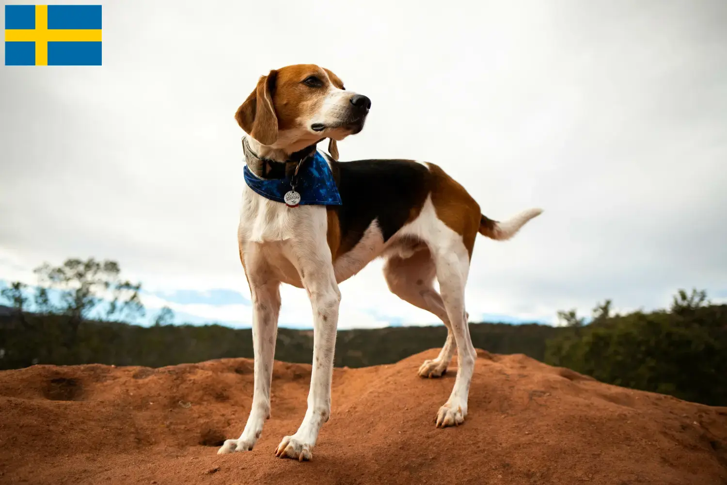 Amerikansk Foxhound hvalpe og opdrættere Sverige Find opdrættere af amerikanske foxhounds i Sverige her.