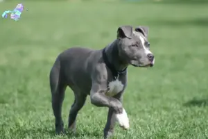 Read more about the article Amerikansk Staffordshire Terrier opdrættere og hvalpe i Nordjylland