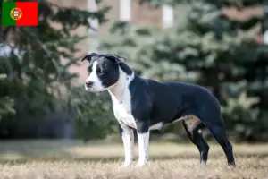 Read more about the article Amerikansk Staffordshire Terrier opdrættere og hvalpe i Portugal