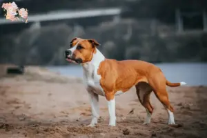 Read more about the article Amerikansk Staffordshire Terrier opdrættere og hvalpe i Syddanmark