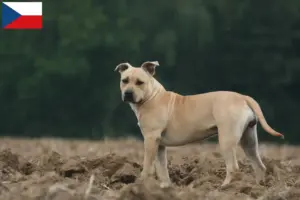 Read more about the article American Staffordshire Terrier opdrættere og hvalpe i Tjekkiet