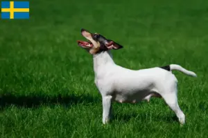 Read more about the article Amerikansk Toy Terrier opdrættere og hvalpe i Sverige