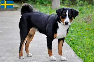 Read more about the article Appenzeller Sennenhundeopdrætter og hvalpe i Sverige