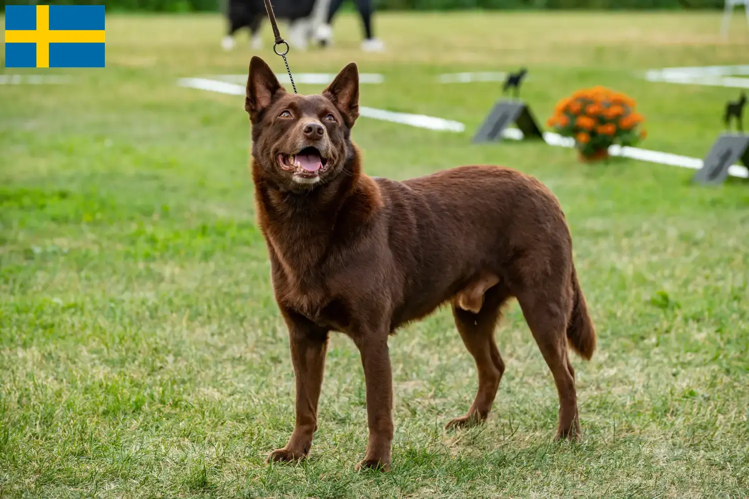 Read more about the article Australian Kelpie opdrættere og hvalpe i Sverige
