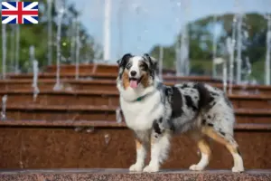 Read more about the article Australian Shepherd-opdrættere og hvalpe i Storbritannien