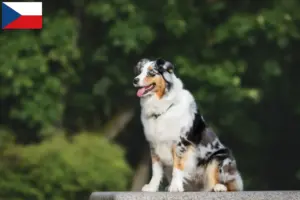 Read more about the article Australian Shepherd-opdrættere og hvalpe i Tjekkiet