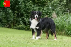 Read more about the article Australian Shepherd opdrættere og hvalpe i Portugal
