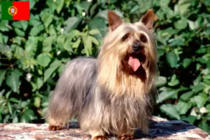 Read more about the article Australian Silky Terrier opdrættere og hvalpe i Portugal