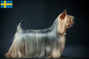 Read more about the article Australian Silky Terrier opdrættere og hvalpe i Sverige
