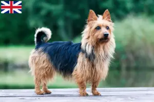 Read more about the article Australian Terrier opdrættere og hvalpe i Storbritannien