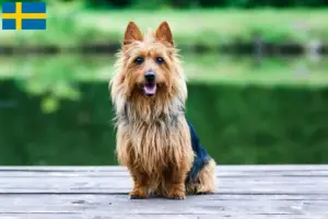 Read more about the article Australian Terrier opdrættere og hvalpe i Sverige