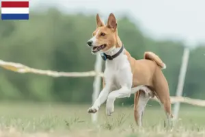 Read more about the article Basenji opdrættere og hvalpe i Holland