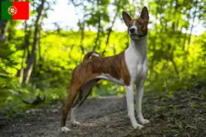 Read more about the article Basenji opdrættere og hvalpe i Portugal