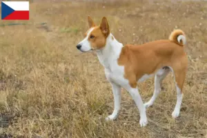 Read more about the article Basenji opdrættere og hvalpe i Tjekkiet