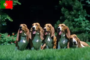 Read more about the article Basset Artésien Normand opdrættere og hvalpe i Portugal