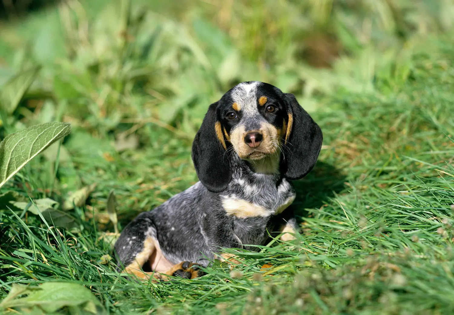 At købe en Basset bleu de Gascogne-hvalp betyder at tage ansvar! Køb Basset bleu de Gascogne-hvalpe.